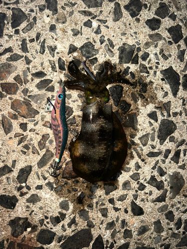 アオリイカの釣果