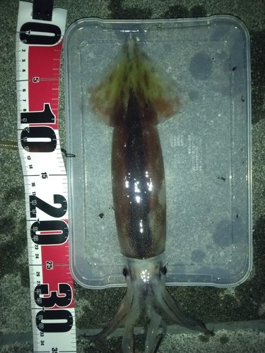 スルメイカの釣果