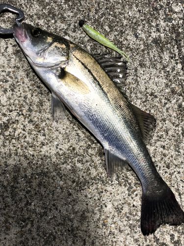セイゴ（マルスズキ）の釣果