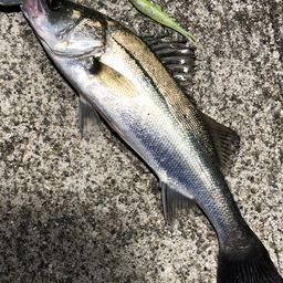 セイゴ（マルスズキ）