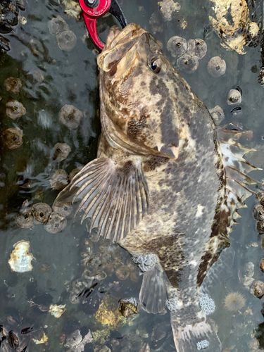 ベッコウゾイの釣果