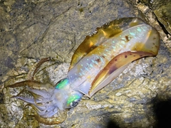 アオリイカの釣果