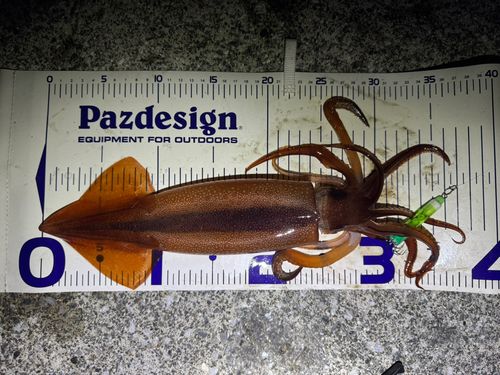 スルメイカの釣果