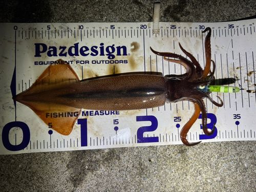 スルメイカの釣果