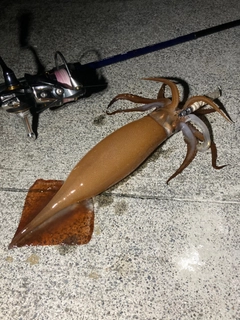 スルメイカの釣果