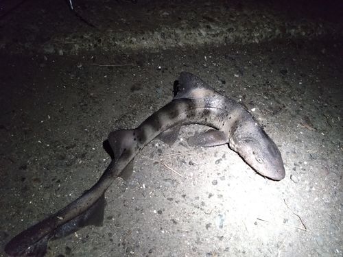 ドチザメの釣果