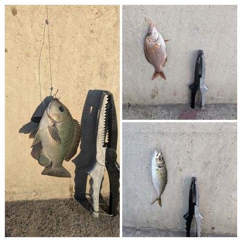 金沢水際線緑地（福浦岸壁）