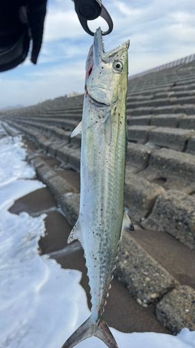 サゴシの釣果