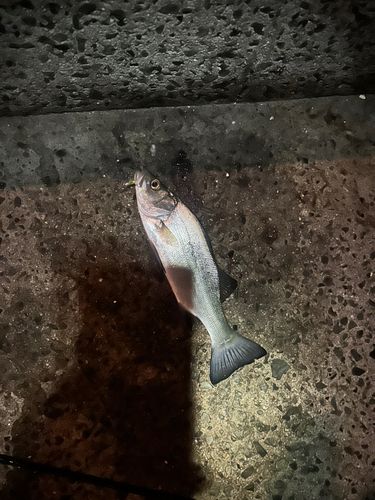 セイゴ（ヒラスズキ）の釣果