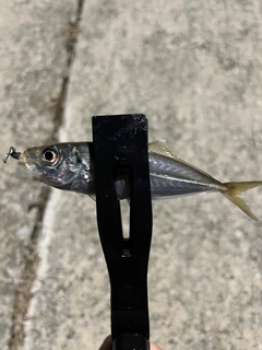 マアジの釣果