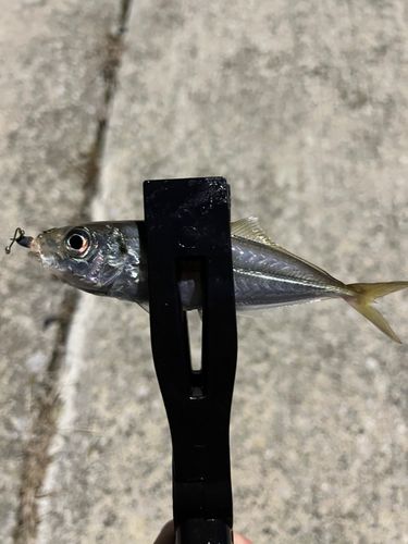 マアジの釣果
