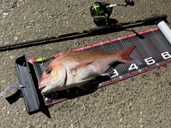 マダイの釣果