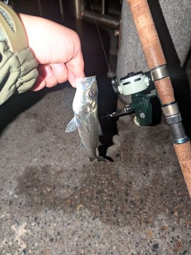 新舞子マリンパーク