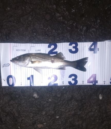 セイゴ（マルスズキ）の釣果