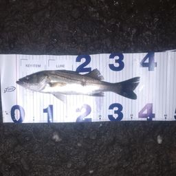 セイゴ（マルスズキ）