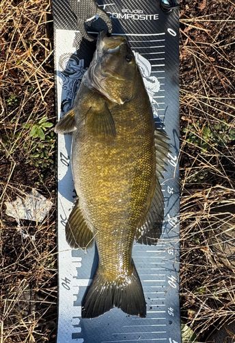 スモールマウスバスの釣果