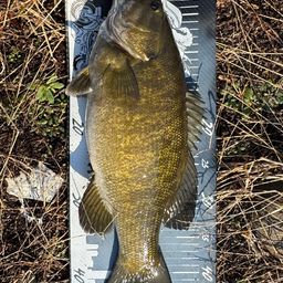 スモールマウスバス