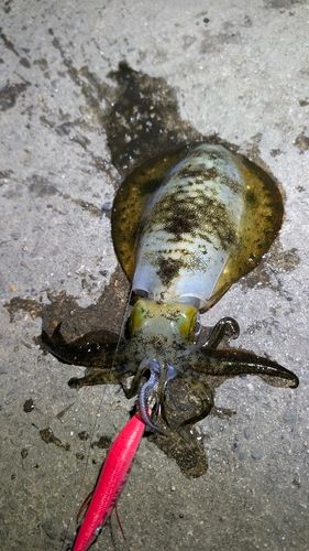 アオリイカの釣果