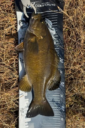 スモールマウスバスの釣果