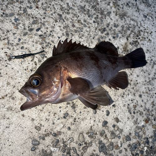 メバルの釣果