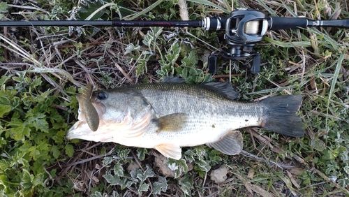 ラージマウスバスの釣果