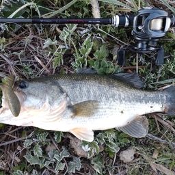 ラージマウスバス