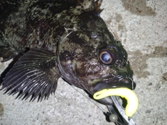 ムラソイの釣果