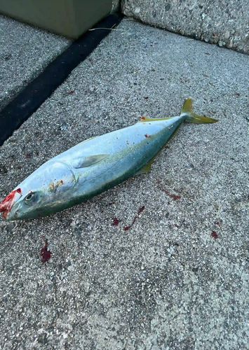 フクラギの釣果