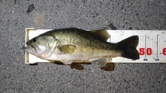 ラージマウスバスの釣果