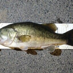 ラージマウスバス