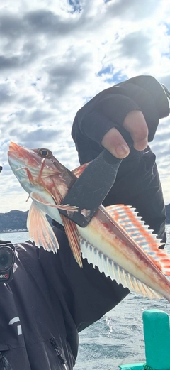 ホウボウの釣果
