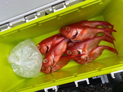 キンメダイの釣果