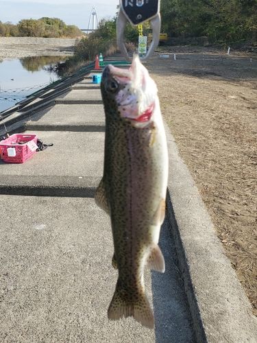 ニジマスの釣果