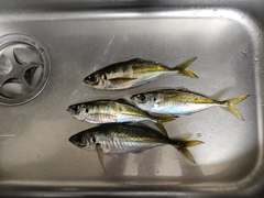 マアジの釣果