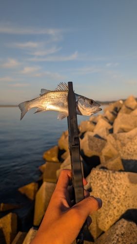 セイゴ（ヒラスズキ）の釣果