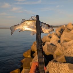 セイゴ（ヒラスズキ）