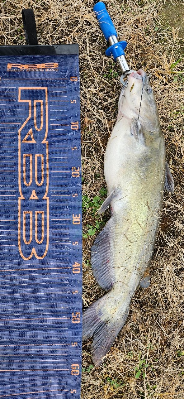 アメリカンキャットフィッシュ