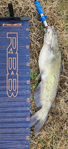 アメリカンキャットフィッシュの釣果