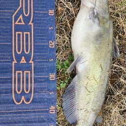 アメリカンキャットフィッシュ