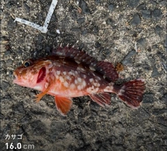 カサゴの釣果