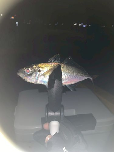 小名浜港市場前