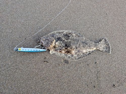 ヒラメの釣果