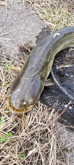ナマズの釣果