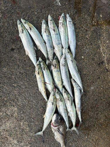 サワラの釣果