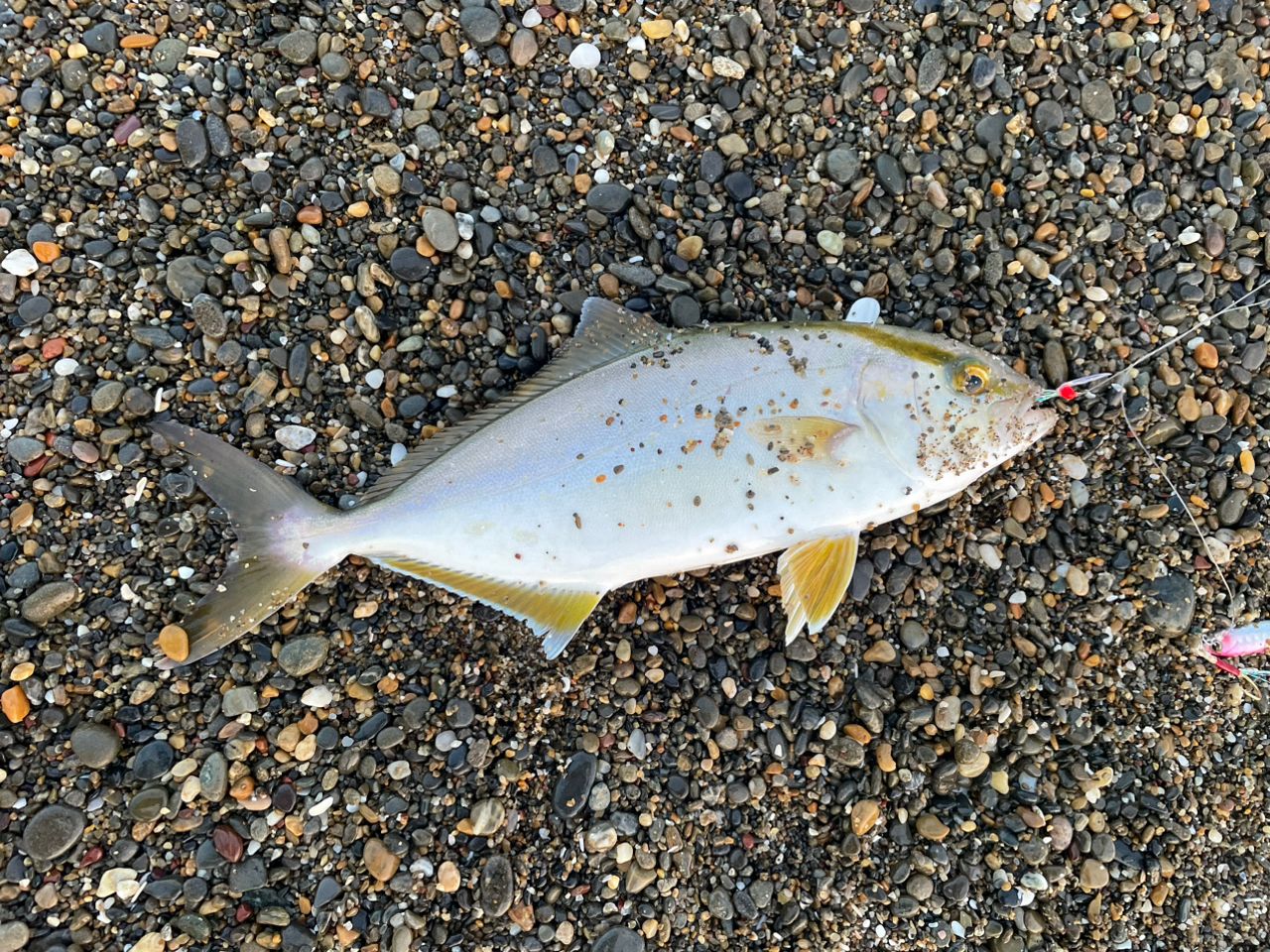 SHIMANO 18ディアルーナ S96MLの最安値・インプレ・釣果 | 本音の