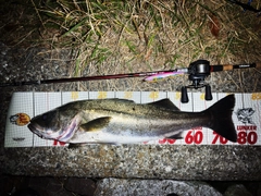 シーバスの釣果