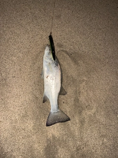 セイゴ（ヒラスズキ）の釣果