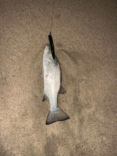 セイゴ（ヒラスズキ）の釣果