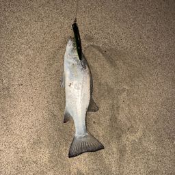 セイゴ（ヒラスズキ）