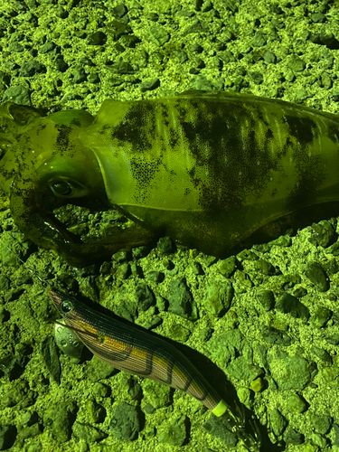 浜田港（島根）